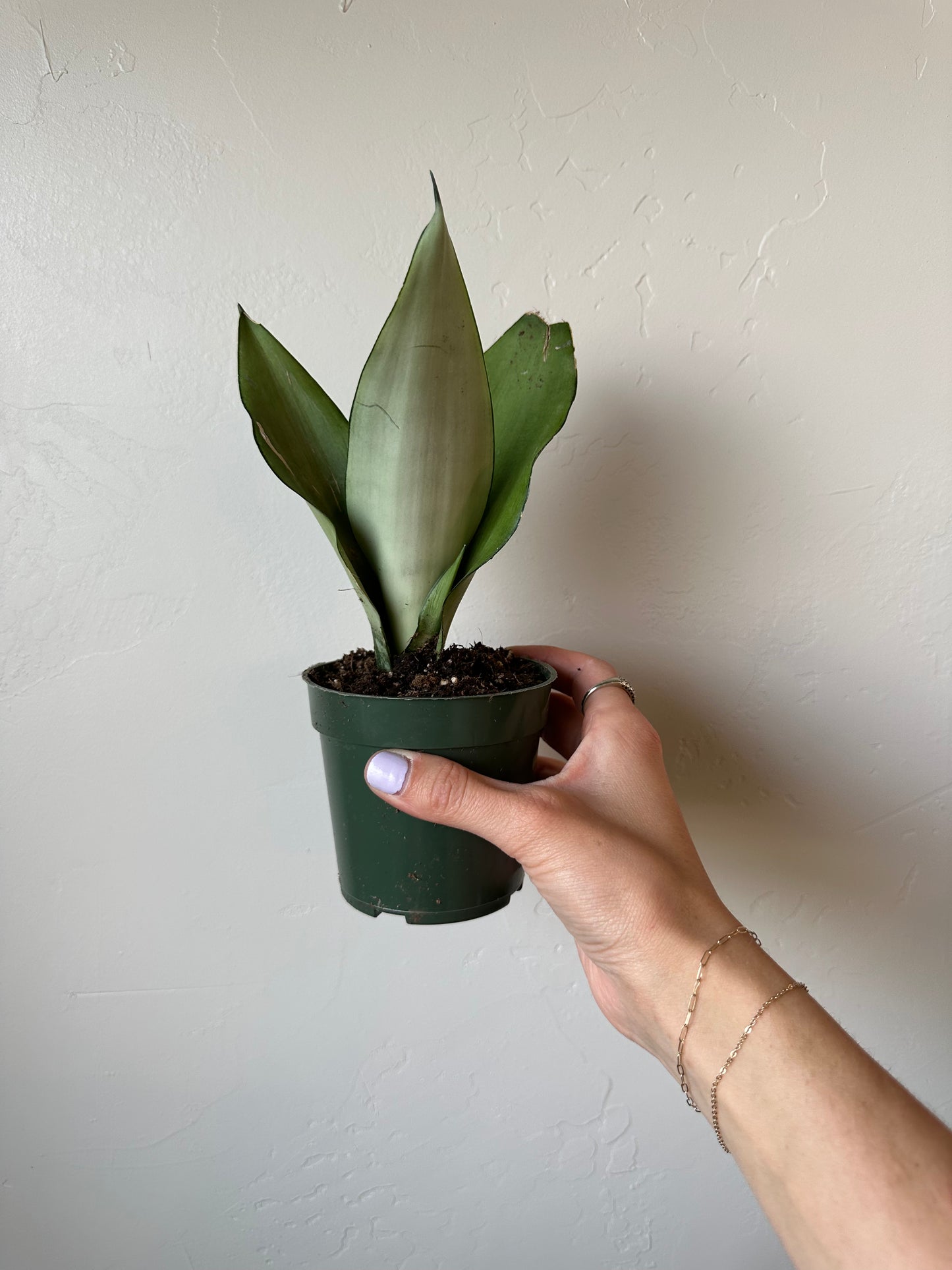 Moonshine Sansevieria