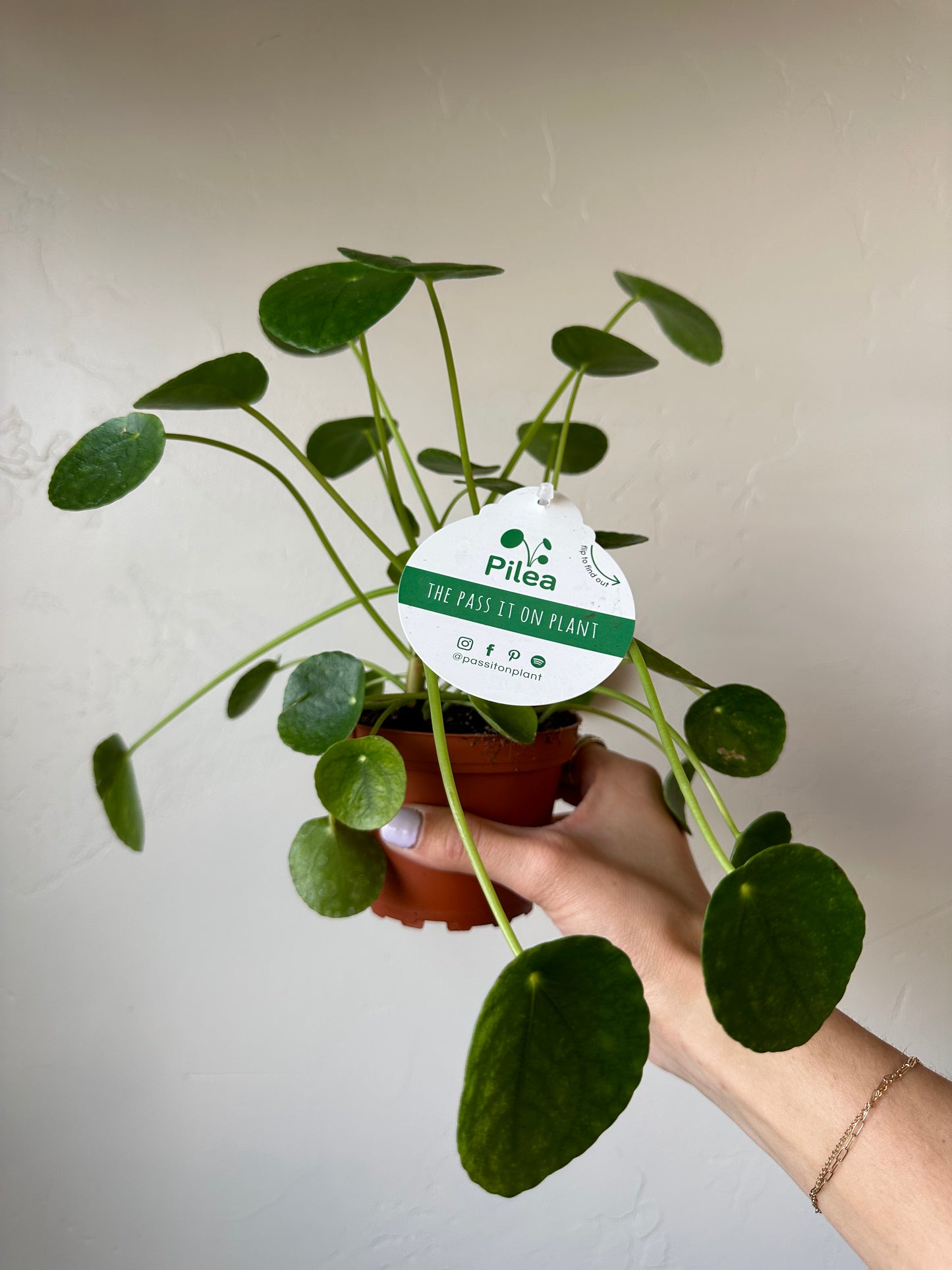 Pilea