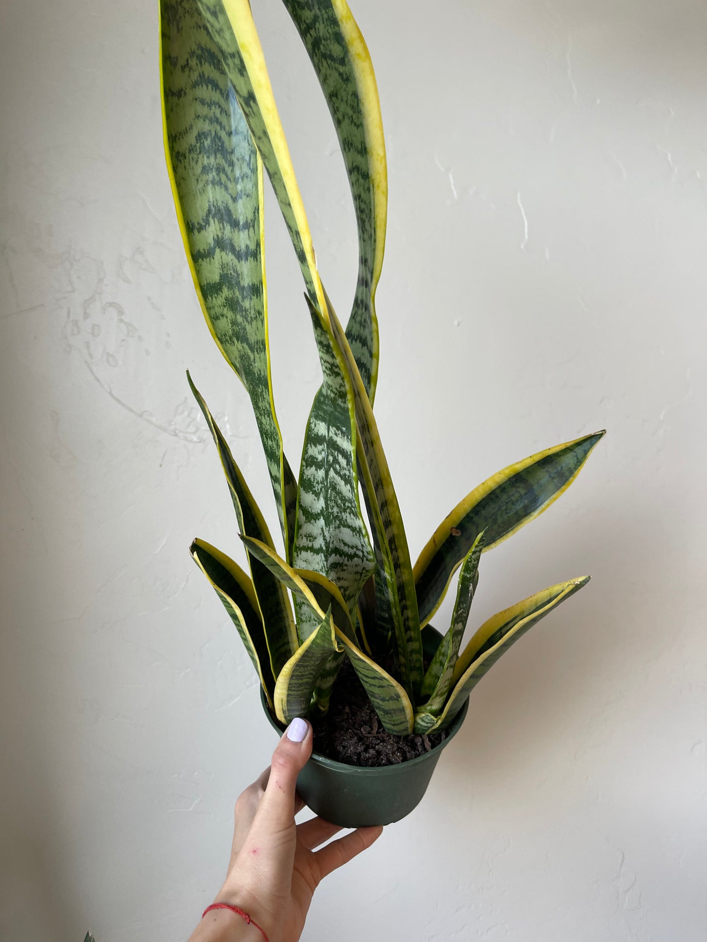 Sansevieria Laurentii