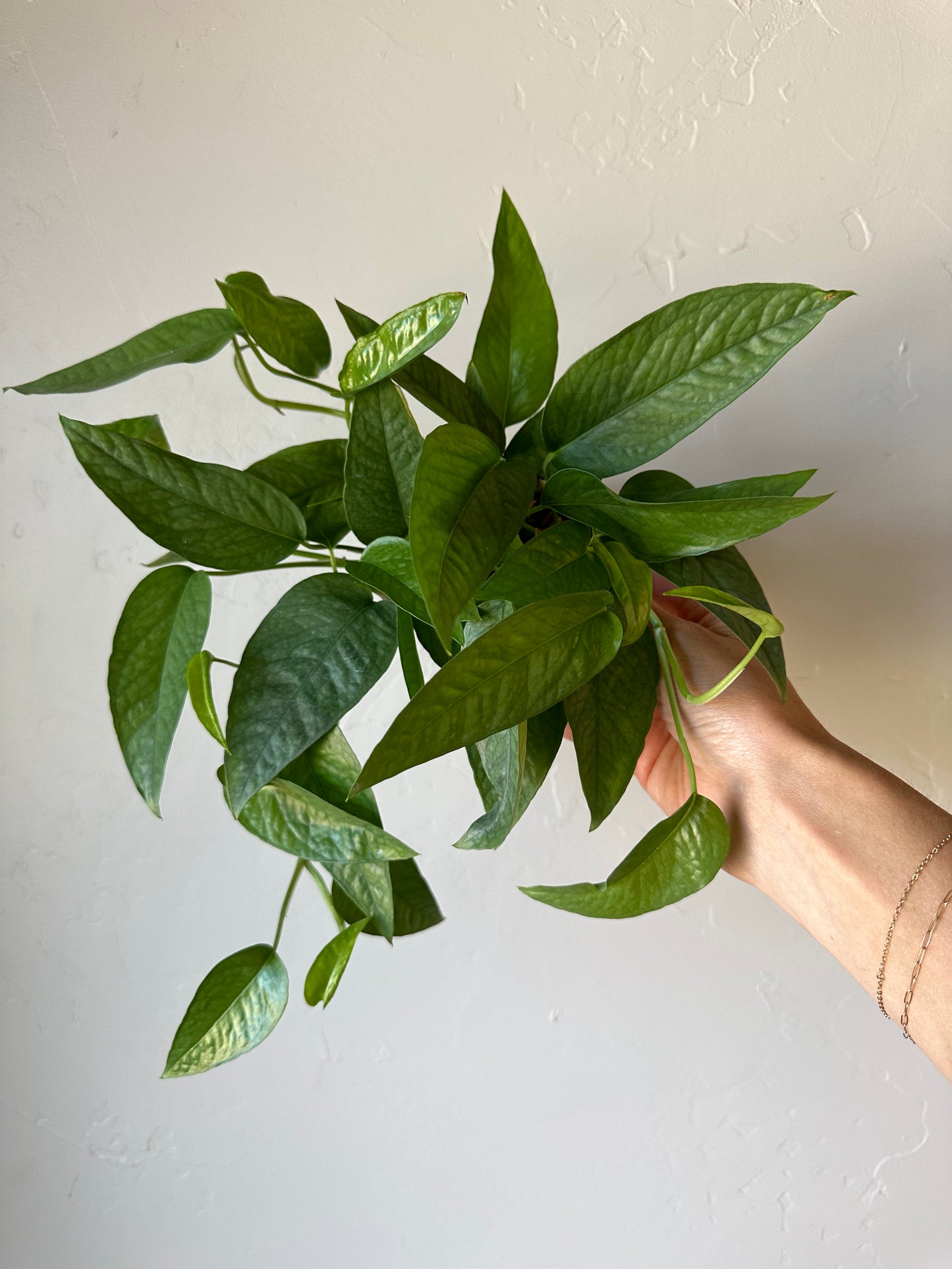 Cebu Blue Pothos