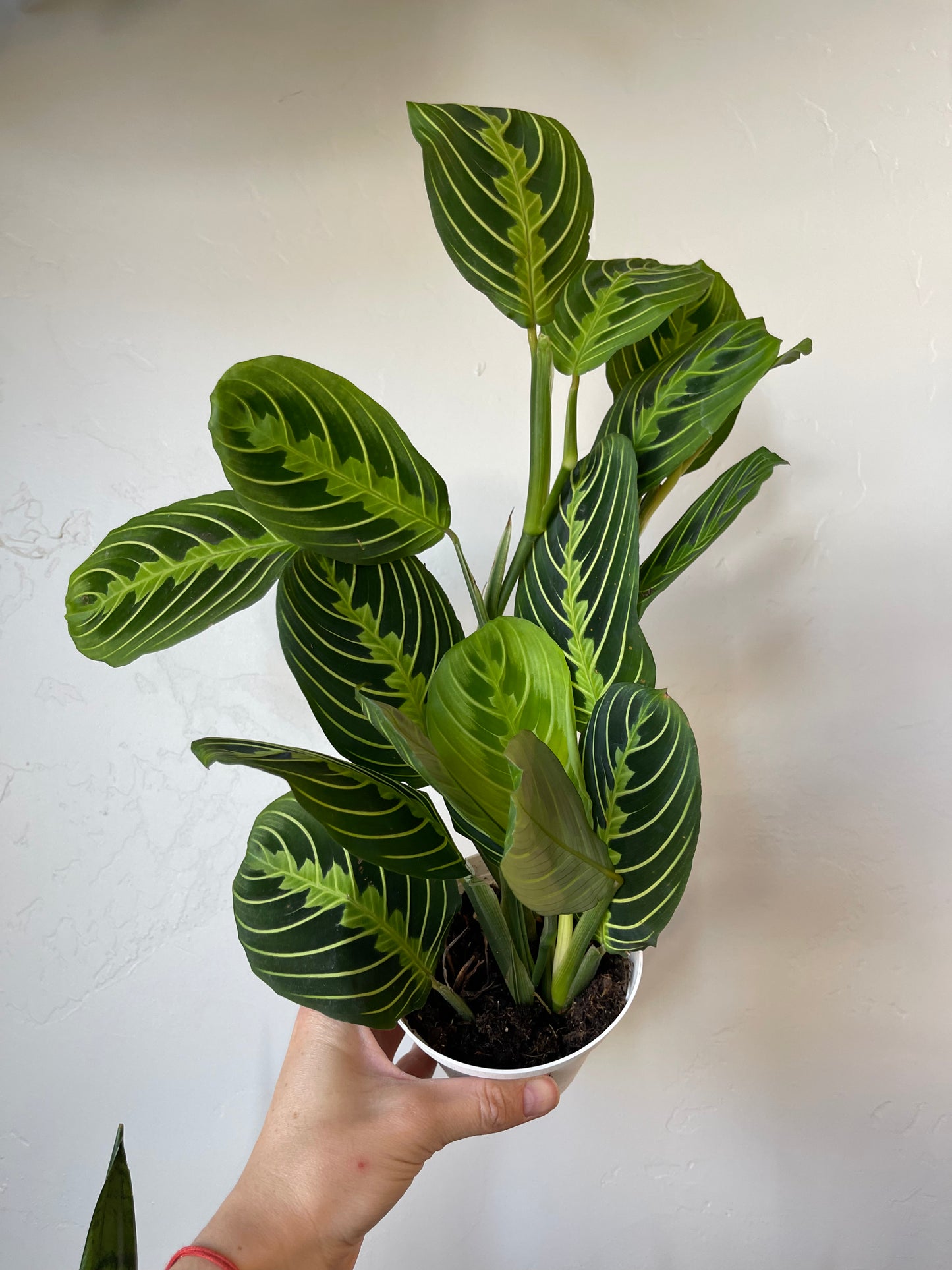 Lemon Lime Maranta