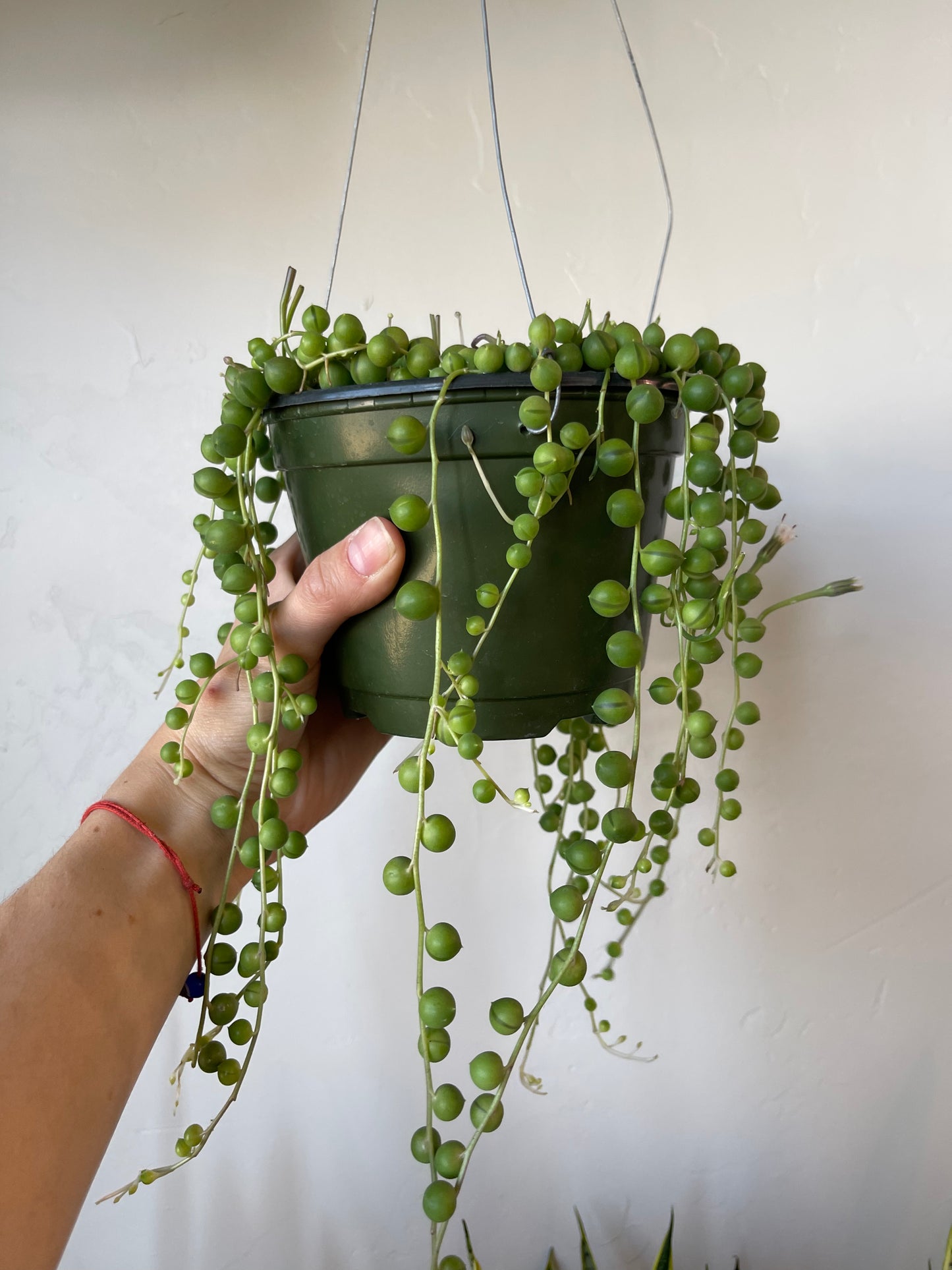 String of Pearls