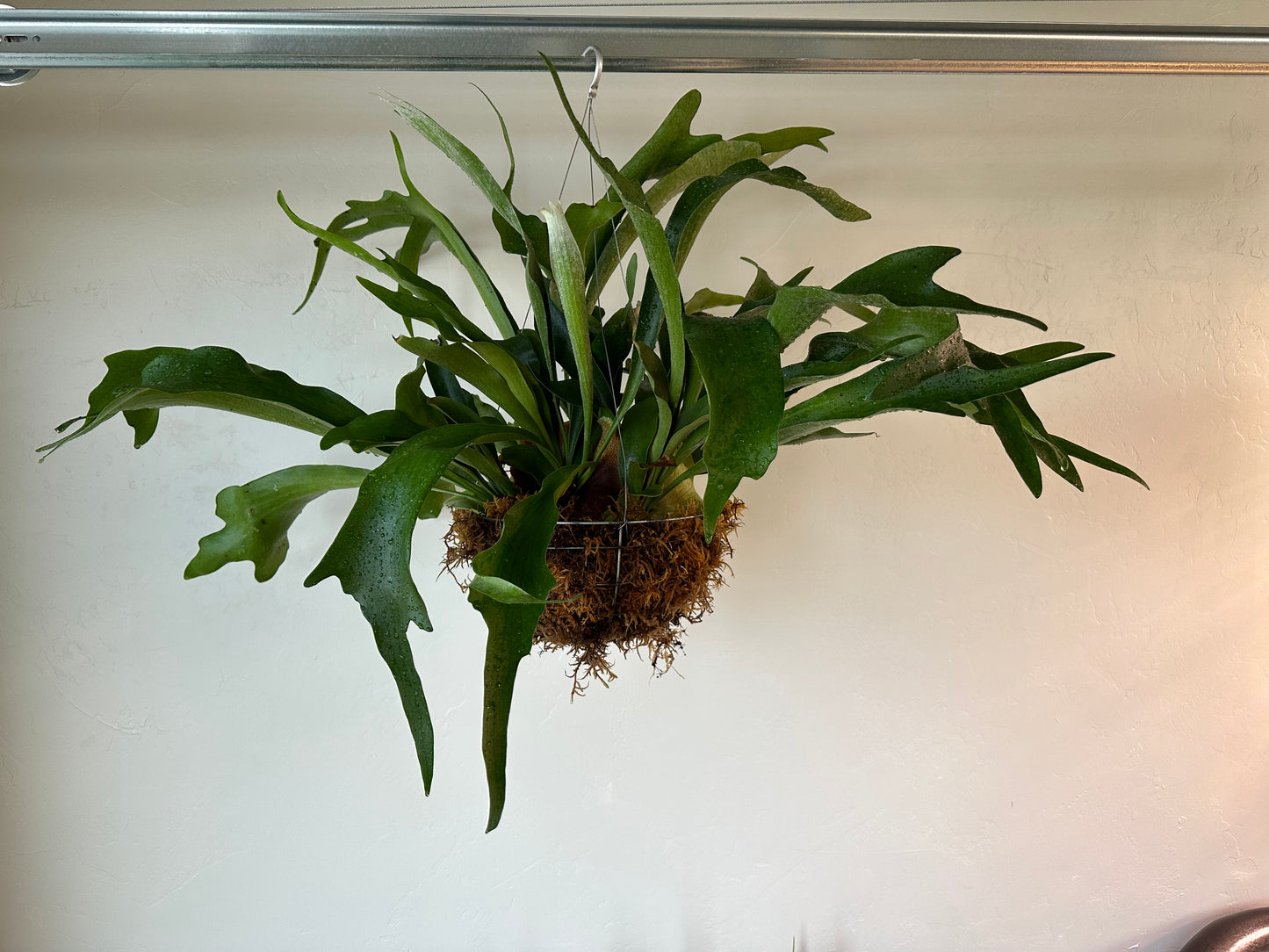 Staghorn Fern