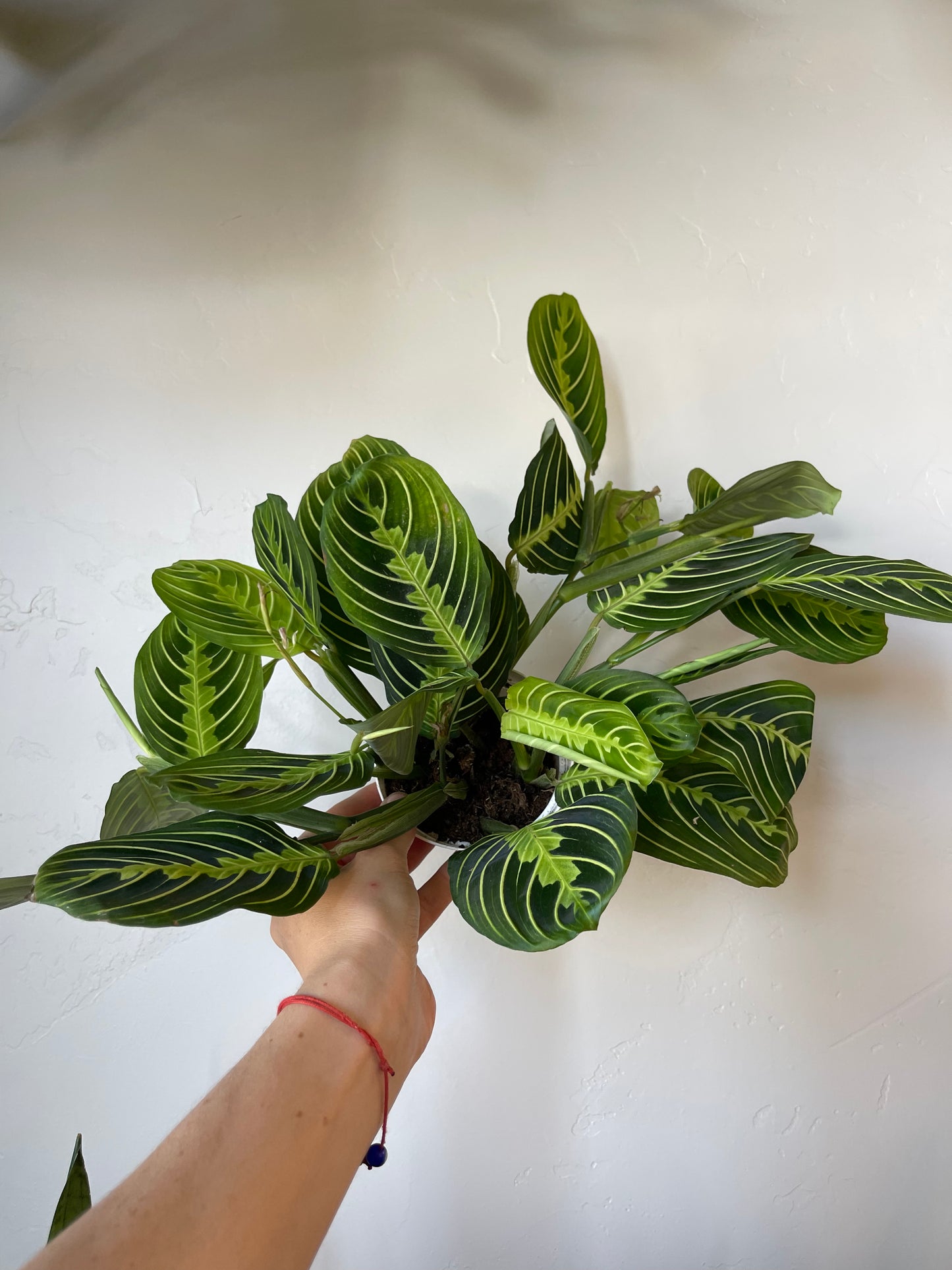 Lemon Lime Maranta