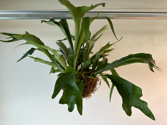 Staghorn Fern