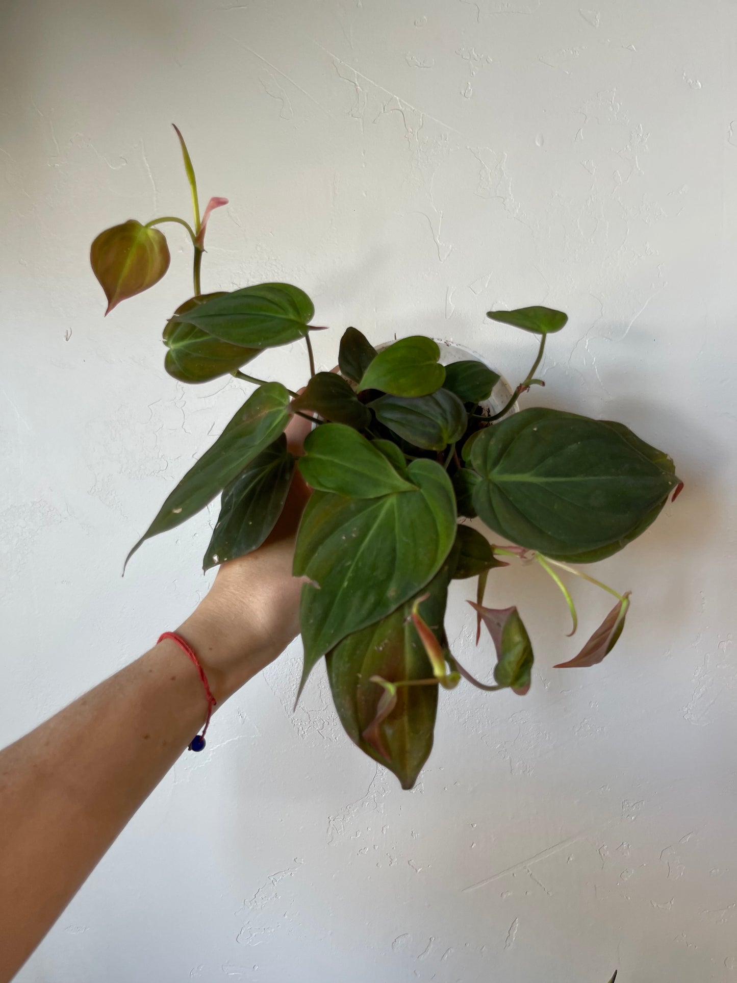 Philodendron Mican