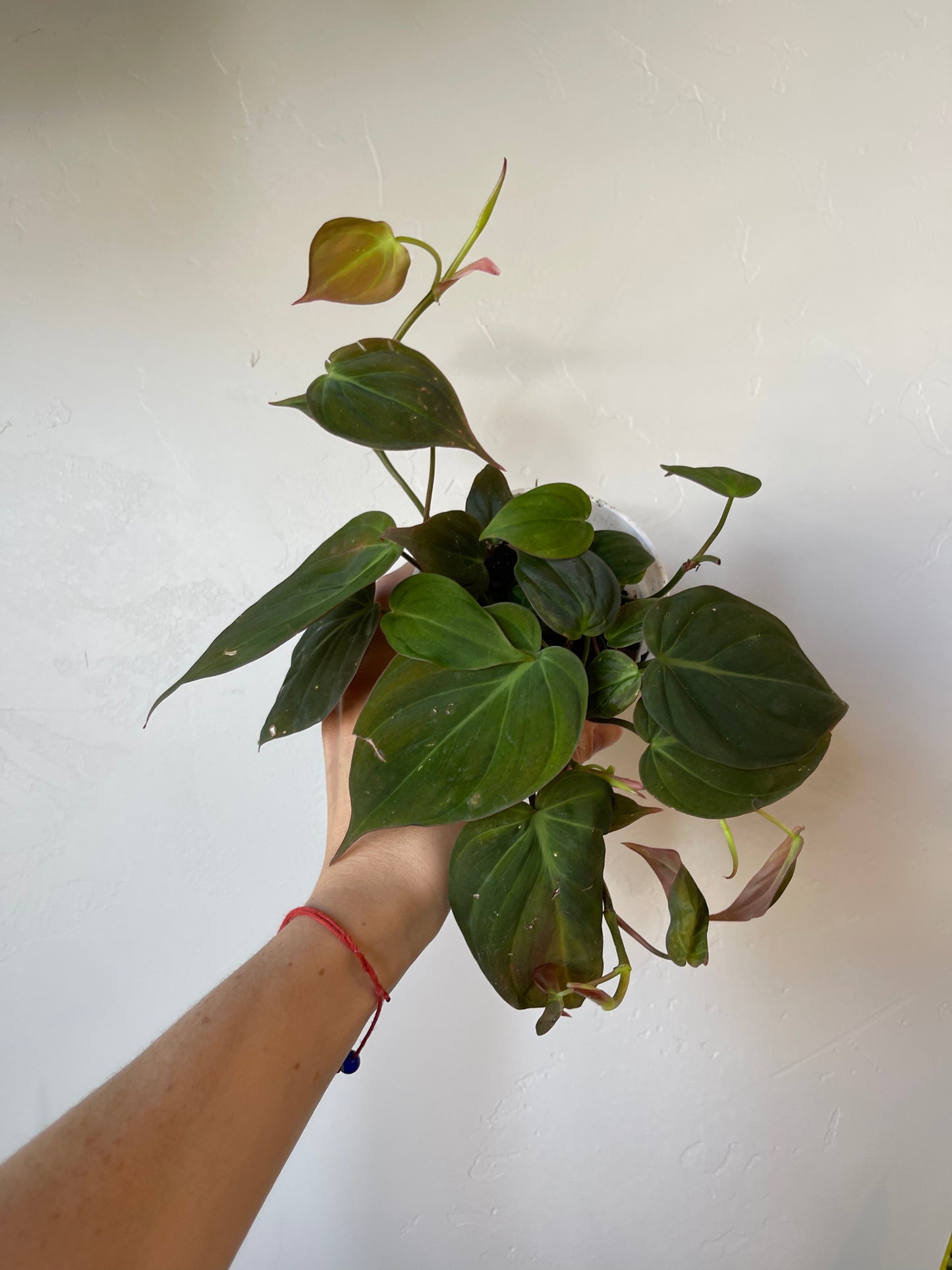 Philodendron Mican