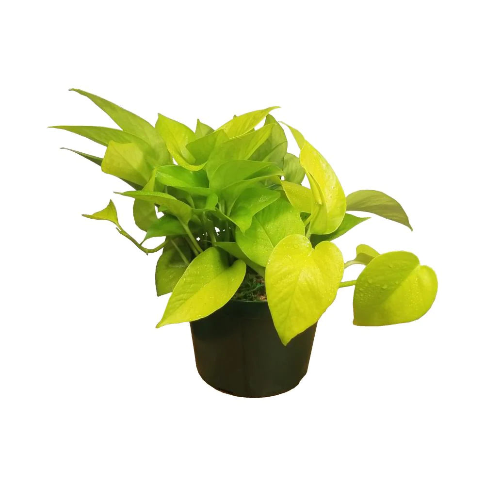 Neon Pothos