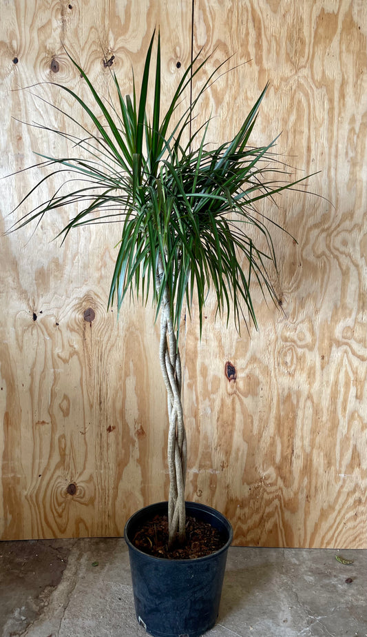 Plant Delivery – Rooted Croft