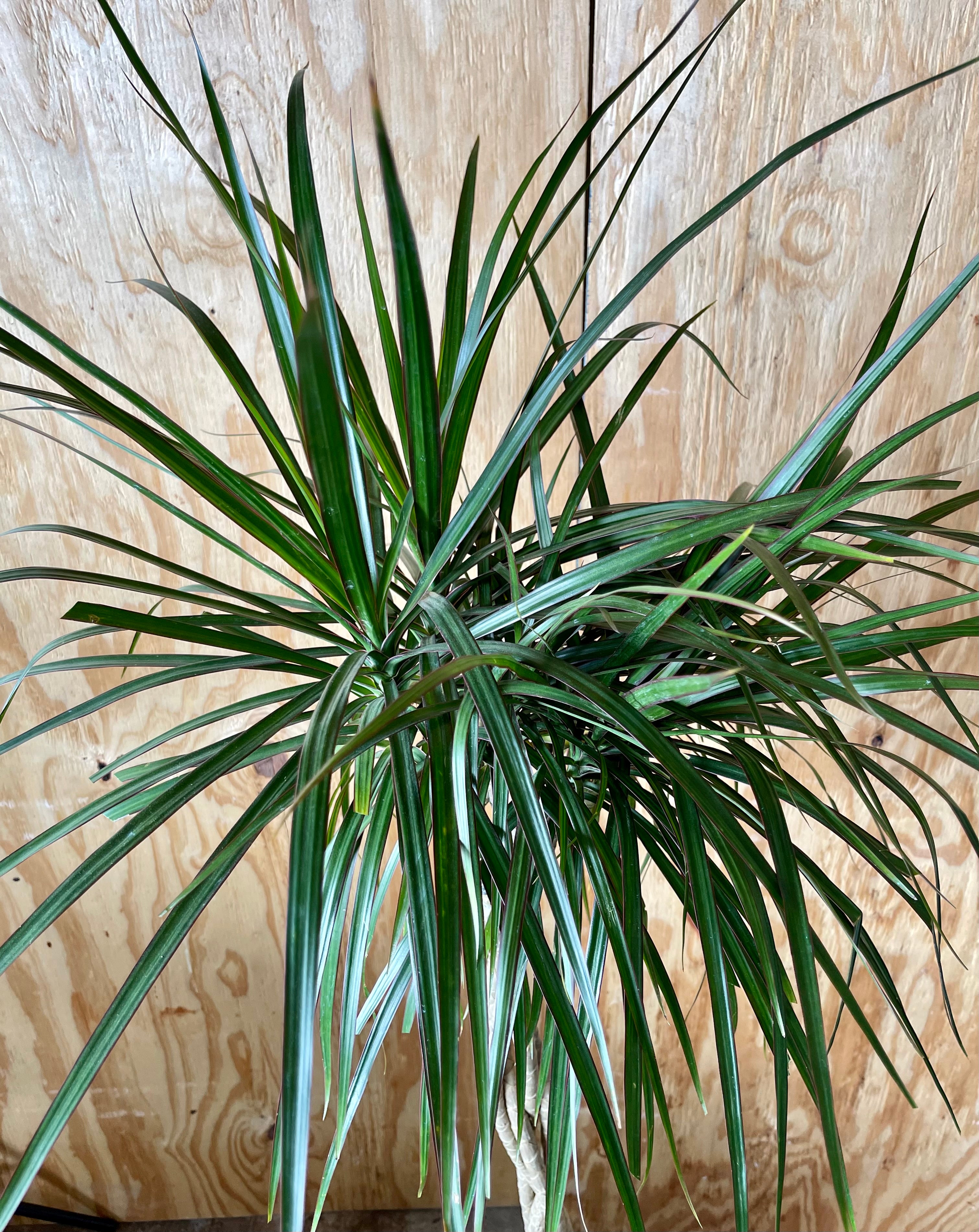 Plant Delivery – Rooted Croft