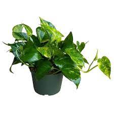 Golden Pothos