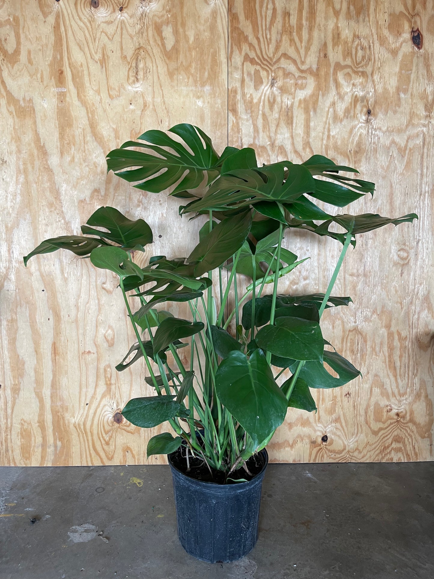 Monstera