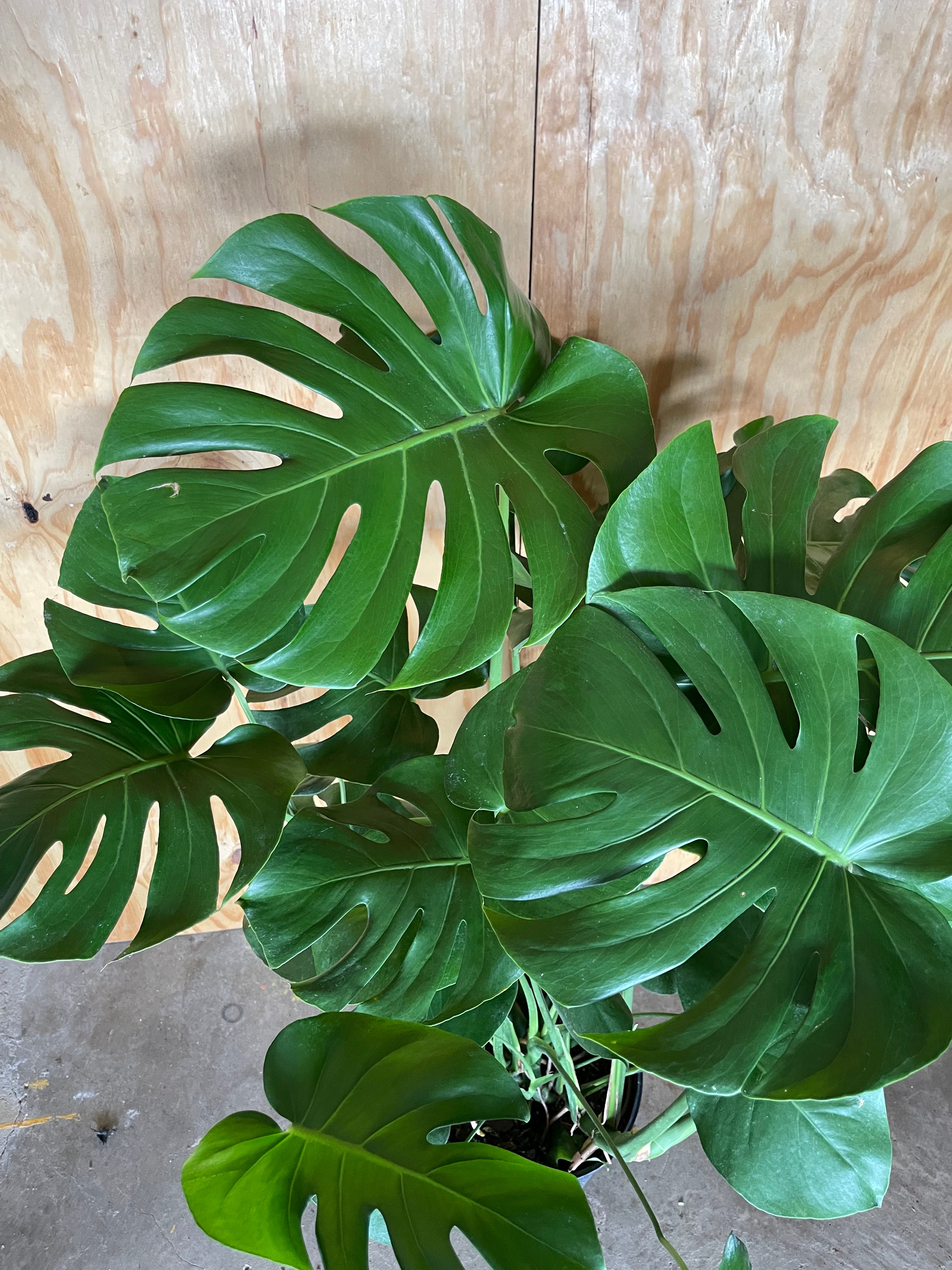 plant crocs monstera Monstera – Rooted Croft