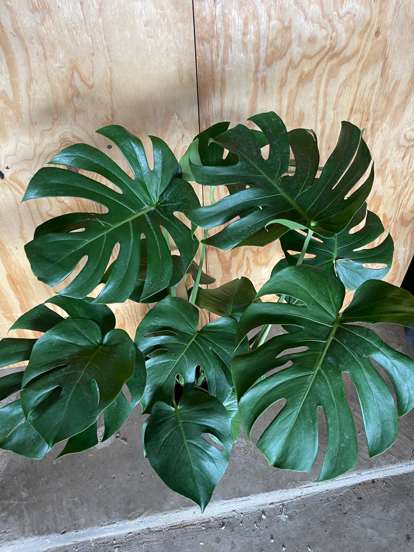 Monstera