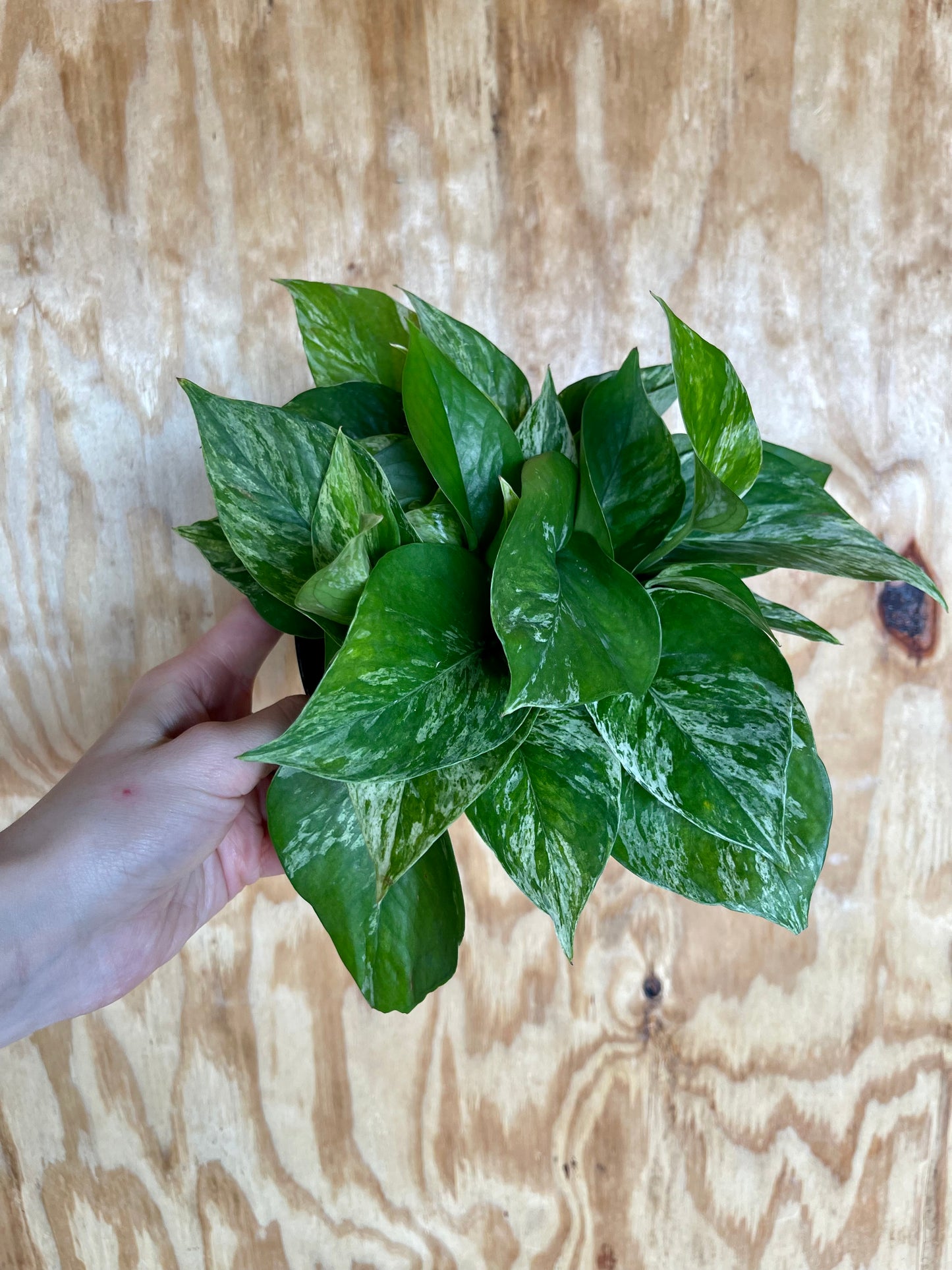 Marble Pothos