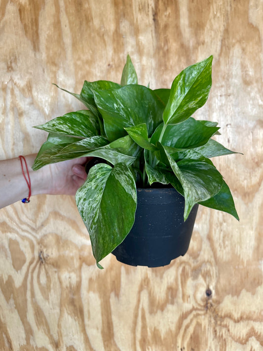 Marble Pothos