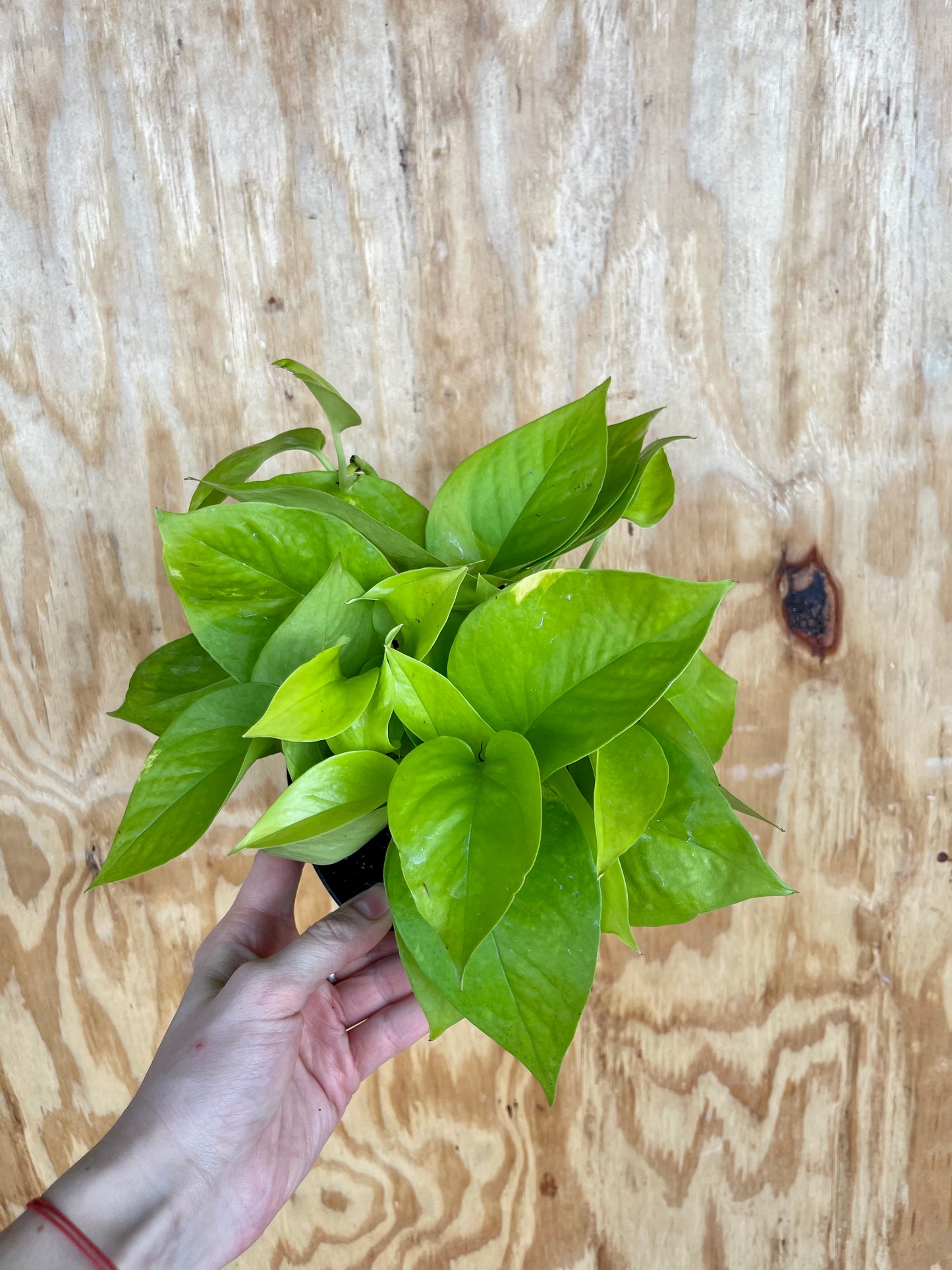 Neon Pothos