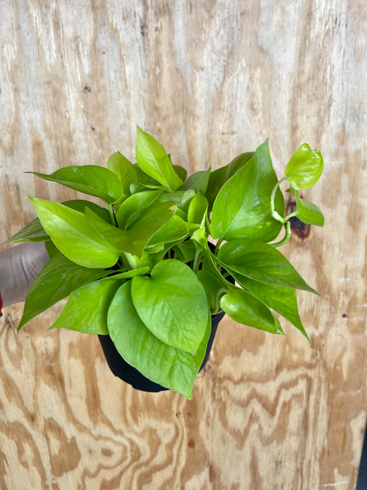 Neon Pothos