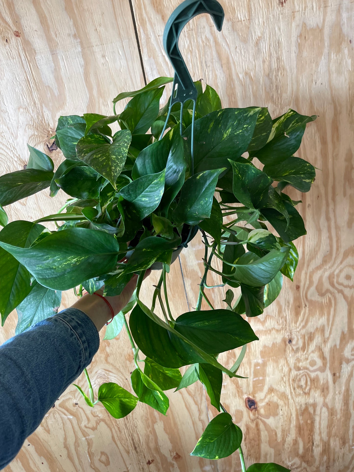 Golden Pothos