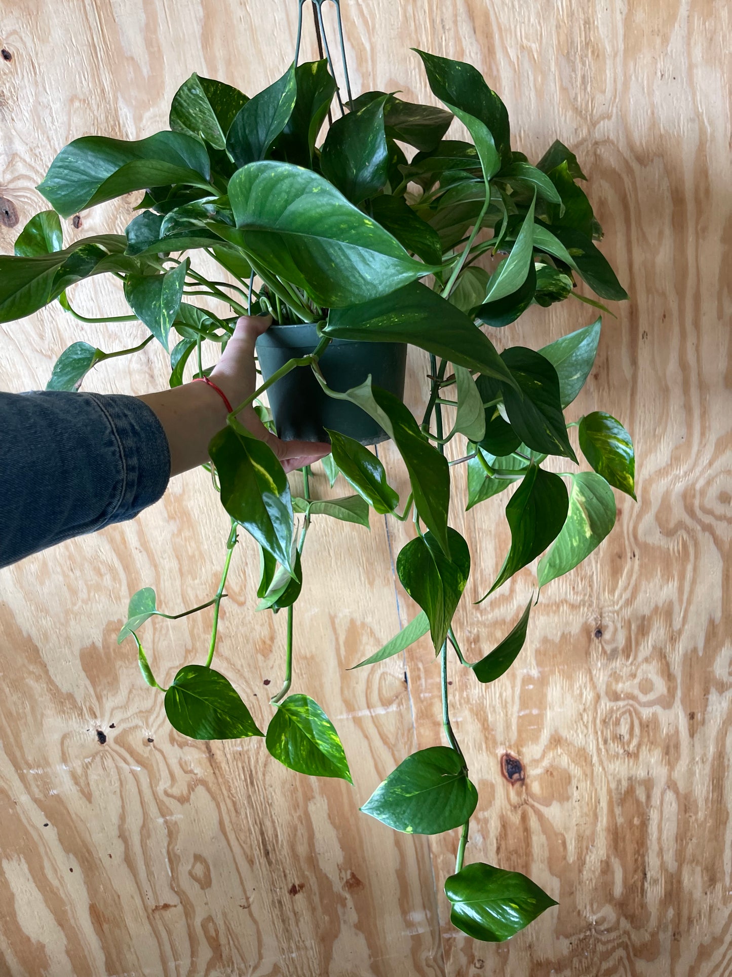 Golden Pothos