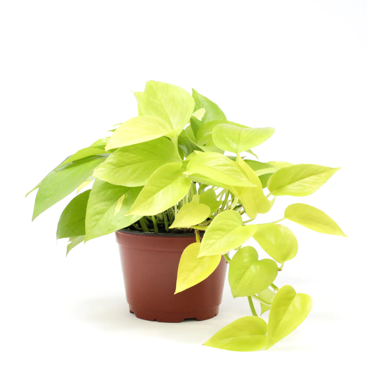 Neon Pothos