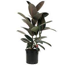 Rubber Tree