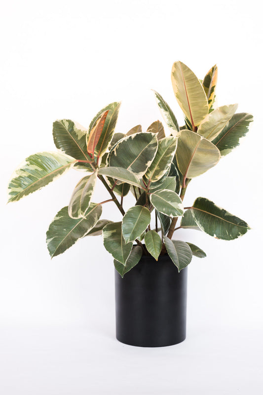 Ficus Tineke