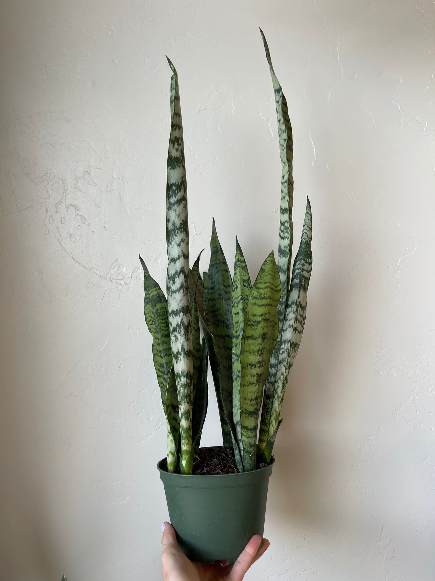 Sansevieria Peppermint