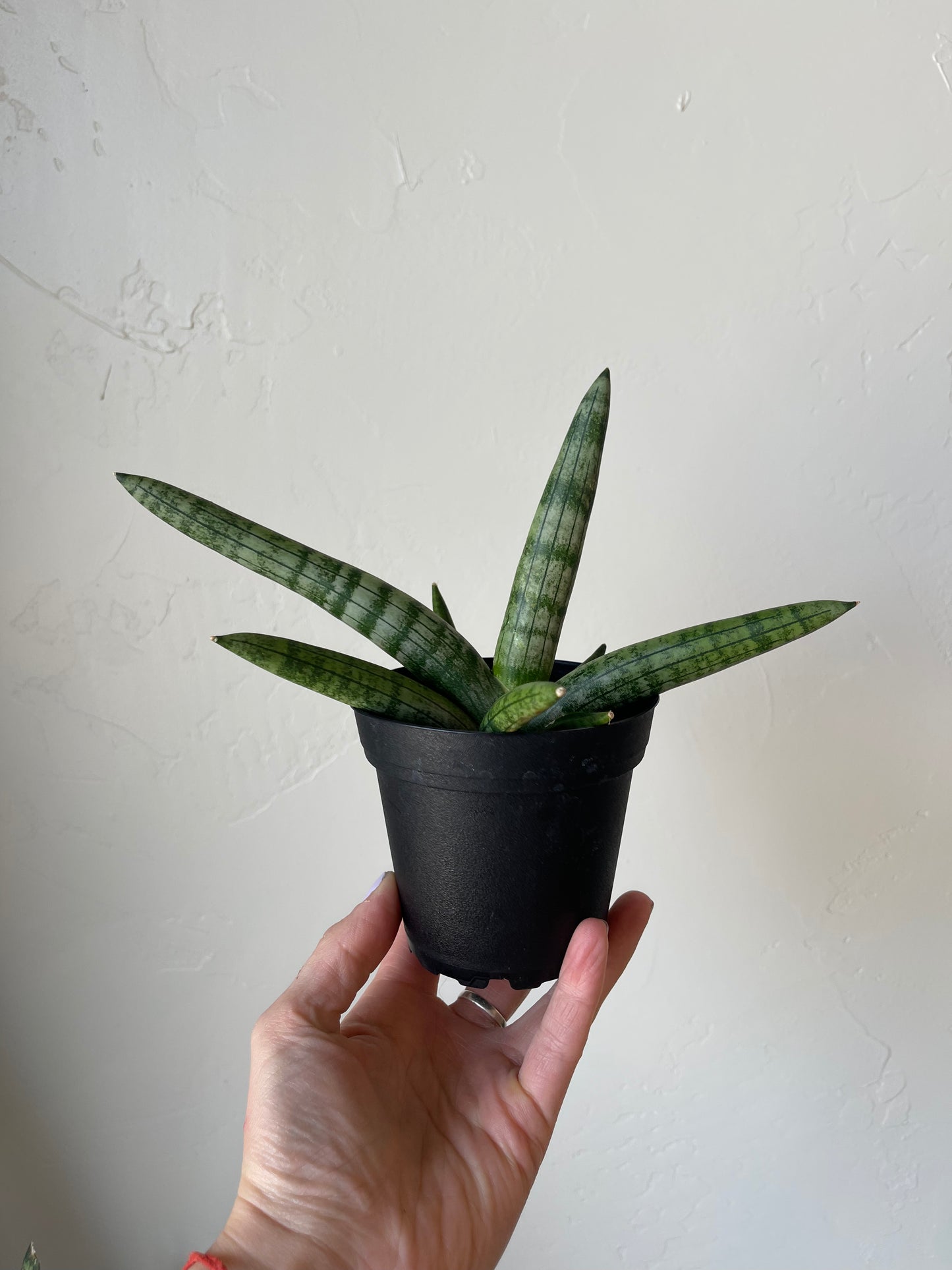 Starfish Sansevieria