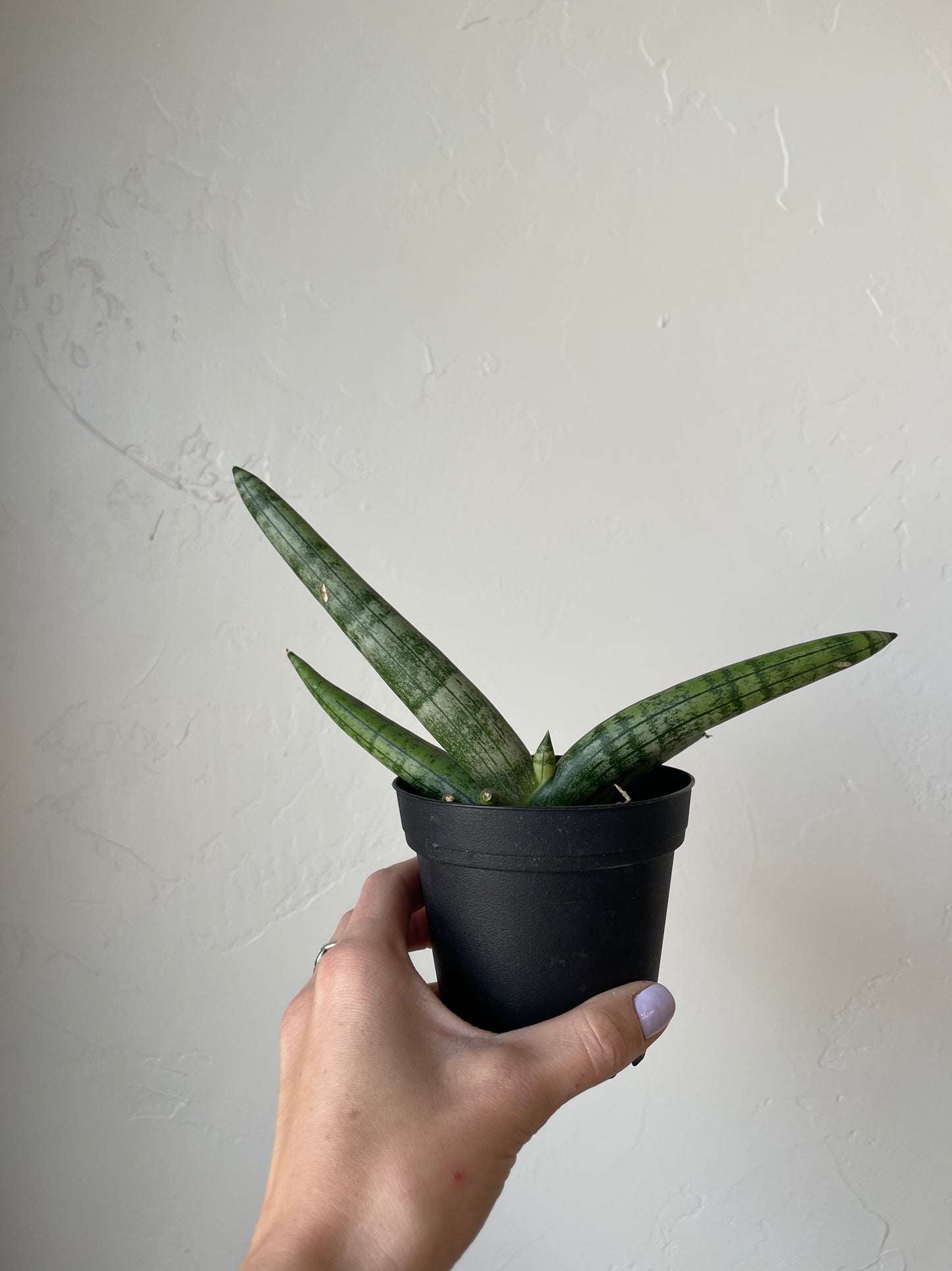 Starfish Sansevieria