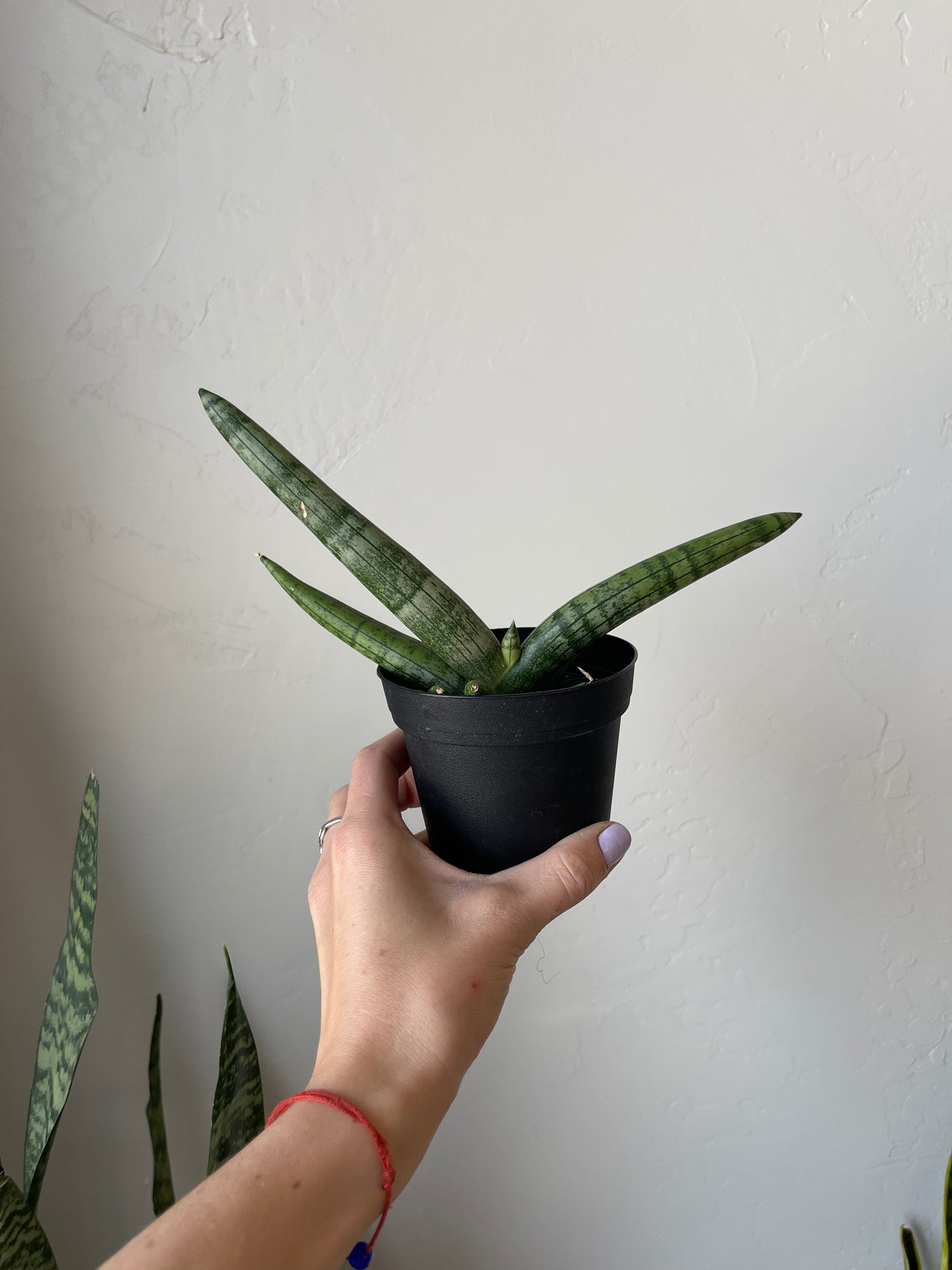 Starfish Sansevieria