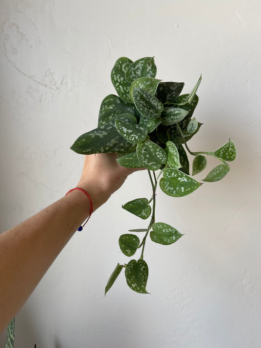 Silver Satin Pothos