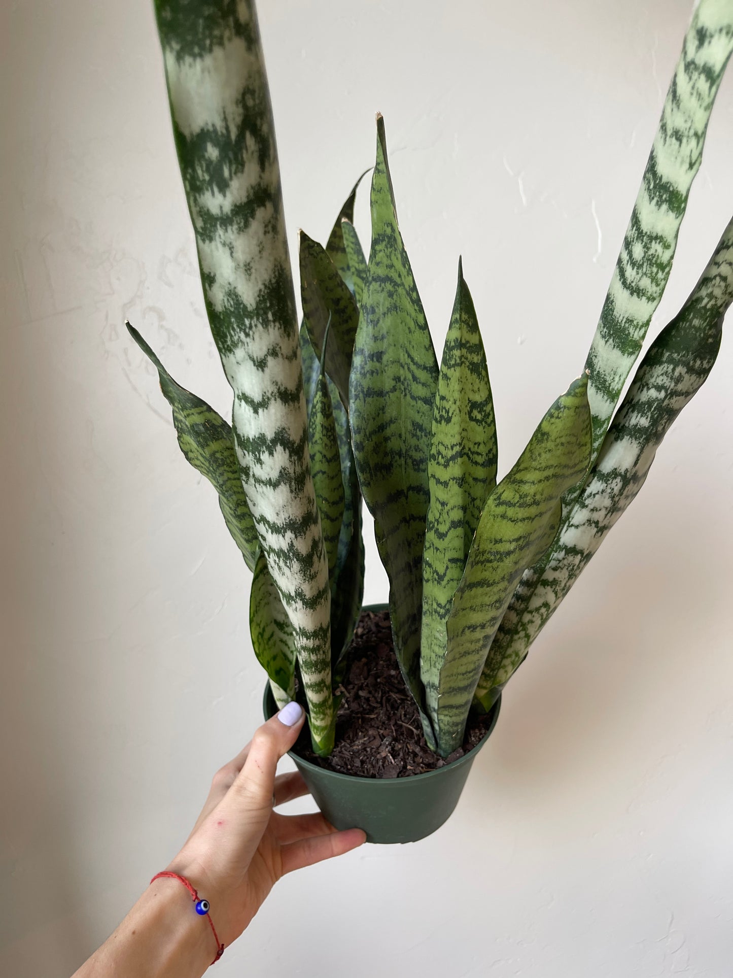 Sansevieria Peppermint