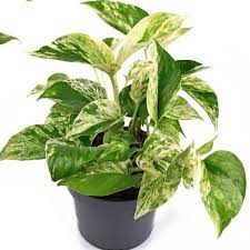 Marble Pothos