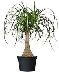 Ponytail Palm Stump